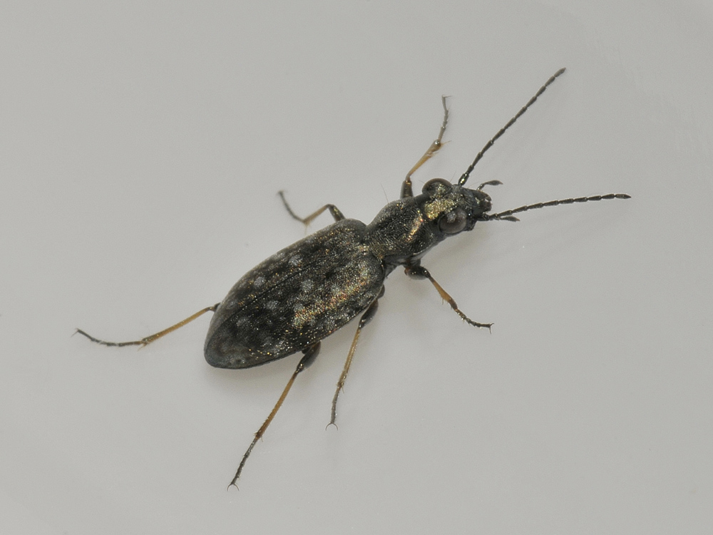 Asaphidion flavipes? no, Asaphidion caraboides